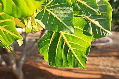 《勇者之书》开发者采访